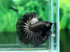 A025 - Copper Black Halfmoon Paar