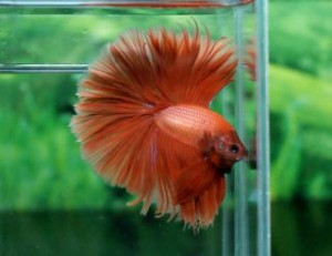 A028 - Orange Halfmoon Paar