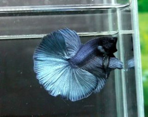 A031 - Steelblue Halfmoon Paar