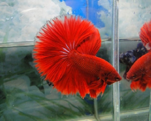 B016 - Red Halfmoon Paar