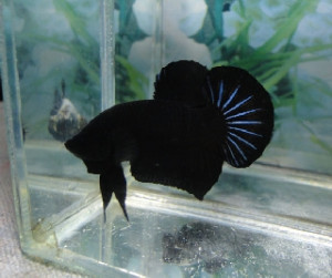 B301 - Superblack Plakat Paar