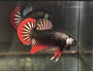 W021 - Copper Imbellis Pair
