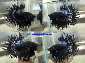 S210 - Black Orchid Crowntail Paar