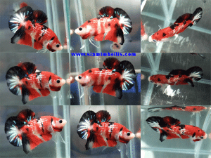 S355 - Koi Fancy Plakat Paar