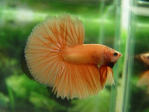 B043 - Orange Halfmoon Paar