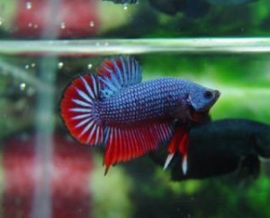 B335 - Pacific Dragon Red Tail Plakat Paar