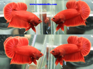 S347 - Red Plakat Paar