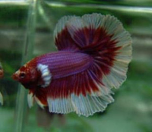 B047 - Salamander Halfmoon Paar