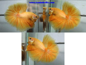 S029 - Yellow Halfmoon Paar