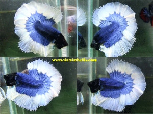 S005 - Blue Butterfly Halfmoon Paar