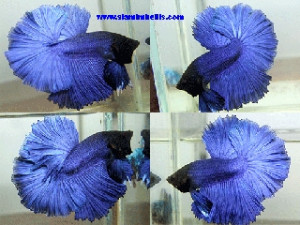 S006 - Royal blue Halfmoon Paar