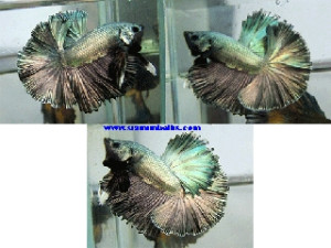 S009 - Copper gold Halfmoon Paar