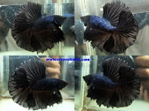 S016 - Melano Halfmoon Paar