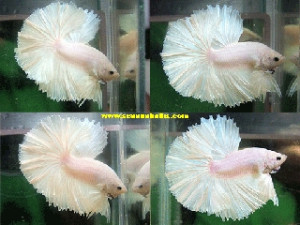 S017 - Opaque Halfmoon Paar