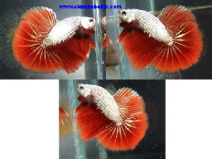 S020 - Red Dragon Halfmoon Paar