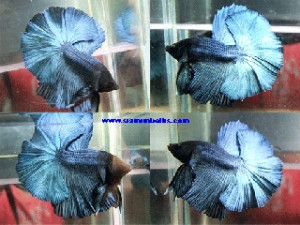 S023 - Steel blue Halfmoon Paar