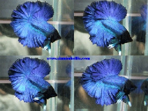 S028 - Turquise Halfmoon Paar