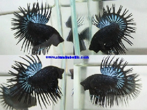 S201 - Black Orchid Crowntail Paar