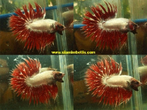 S207 - Red Dragon Crowntail Paar