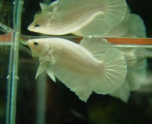 B346 - White Platinum Plakat Paar