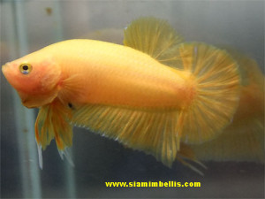 S359 - Yellow Plakat Paar