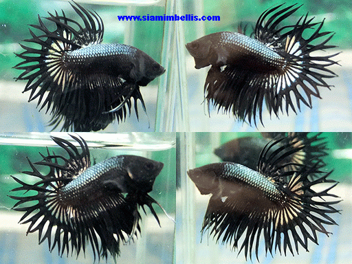 S232 - Black Lace Crowntail Paar