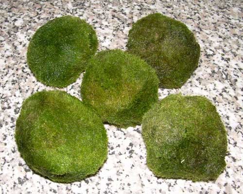 Moss-Ball