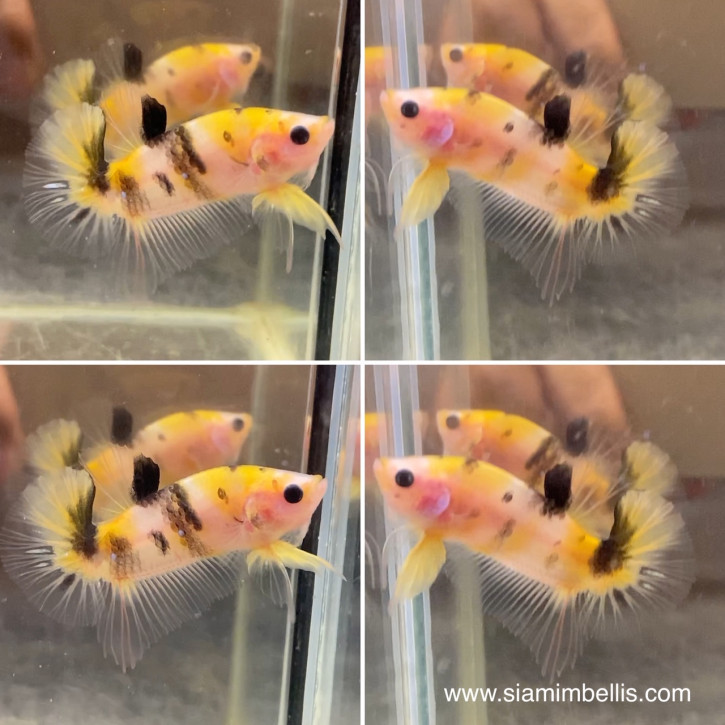 S085 - Yellow Koi Halfmoon Paar