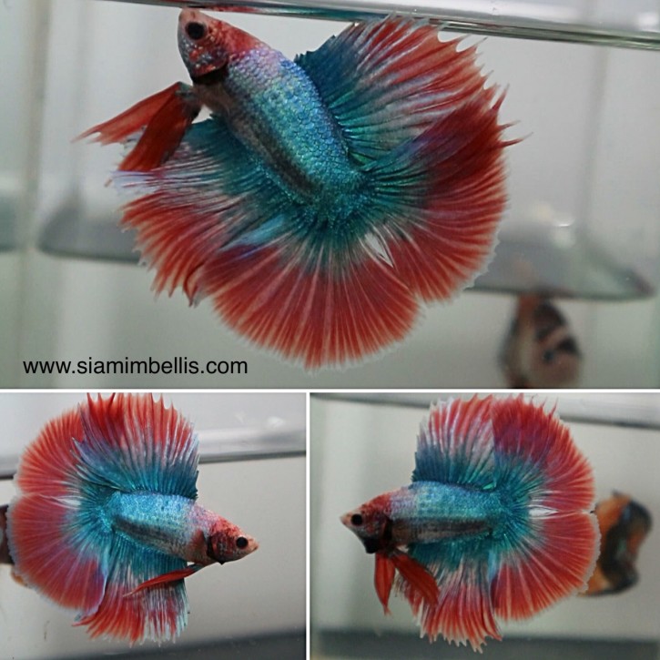 S136 - Pastel Red Doubletail Paar