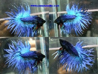 S202 - Blue Crowntail Paar