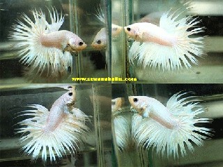 S205 - Opaque Crowntail Paar