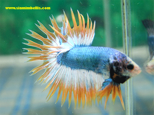 Crowntail