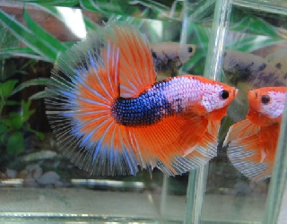 Halfmoon Halfmoon